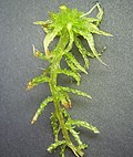 Miniatura per Sphagnum