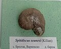 en:Spitidiscus seunesi (Kilian) Lower en:Barremian, en: Brestak at the Sofia University "St. Kliment Ohridski" Museum of Paleontology and Historical Geology