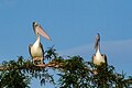 * Nomination Spot-billed pelicans (Pelecanus philippensis) in nest with chicks, Ranganathittu Bird Sanctuary --Tagooty 00:44, 16 January 2024 (UTC) * Promotion  Support Good quality. --Bgag 00:53, 16 January 2024 (UTC)