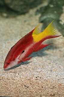 Spotfin hogfish Species of fish