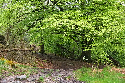 Springtime leaves, High Park - geograph.org.uk - 4509009