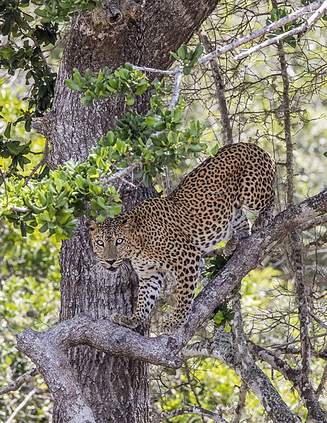 File:Sri Lankan leopard (Panthera pardus kotiya) female 5.jpg