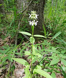 Stachys hispida.jpg