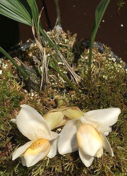 File:Stanhopea ecornuta Orchi 991.jpg