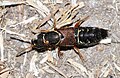 Staphylinus dimidiaticornis WP - (kerbtier.de: Art sicher) Category in Commons