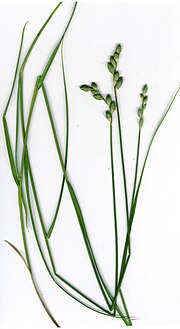 Старр 020313-9001 Carex longii.jpg