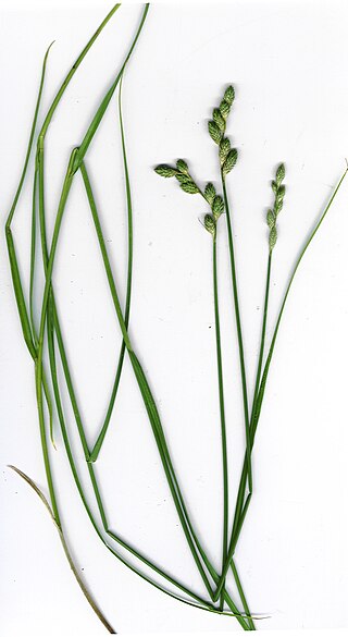 <i>Carex longii</i> Species of grass-like plant