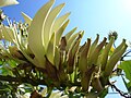 white flowering form