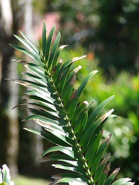 File:Starr 070306-5120 Encephalartos sp..jpg