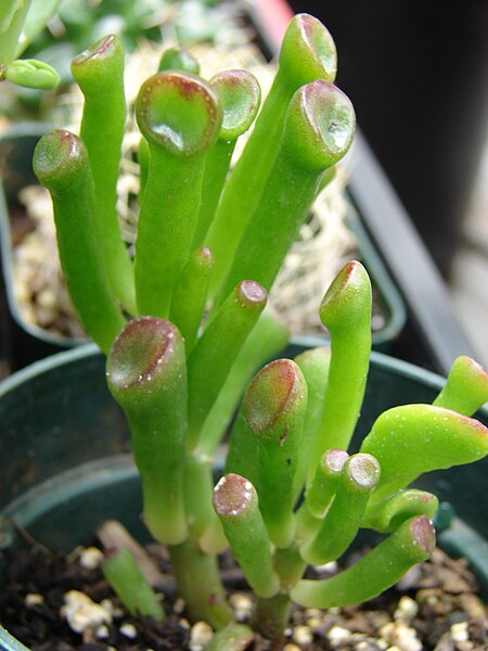 File:Starr 070906-9061 Crassula ovata.jpg