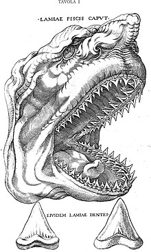 An illustration of a shark head (sideview). Visible are wrinkles and an exaggerated nose and eyes, and at the bottom are two individual drawings of shark teeth