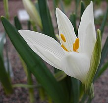 Sternbergia Candida1a.UME.jpg