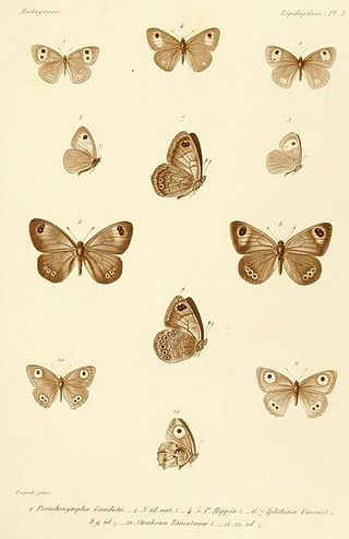 <i>Strabena goudoti</i> Species of butterfly