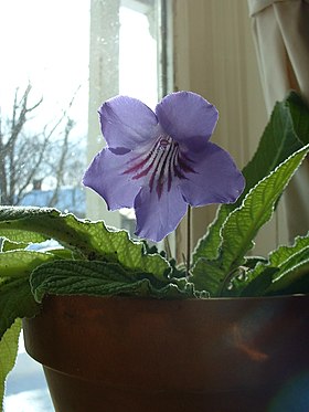 Streptocarpus ssp