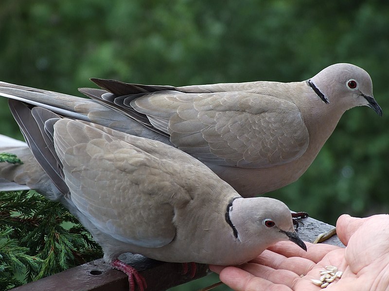 File:Streptopelia decaocto; Szczecin, Poland 3.JPG