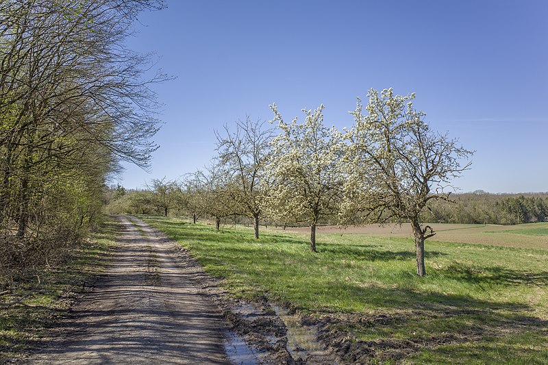 File:Streuobstwiesen am Graben bei Kleinrheinfeld 02.jpg