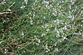 Strimsporre. Linaria repens-2946 - Flickr - Ragnhild & Neil Crawford.jpg
