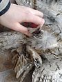 Claws of a Tawny Owl (roadkill)