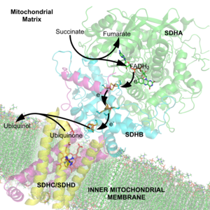 Cofactor