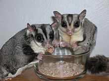 Mealworms are a favourite food for these pet gliders Sugar Gliders eating Mealworms.jpg