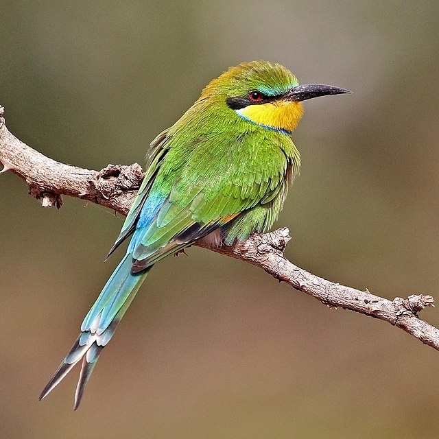 Ласточкохвостая щурка (Merops hirundineus)