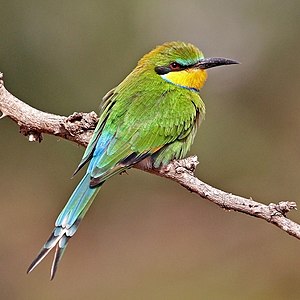 Merops hirundineus chrysolaimus (Swallow-tailed bee-eater)