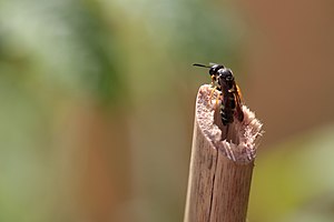 Symmorphus Murarius leaving its tube.jpg