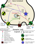 Vignette pour Récepteur dopaminergique