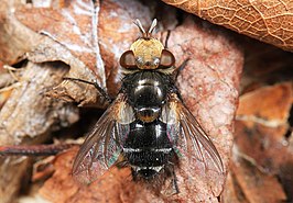 Gonia frontosa