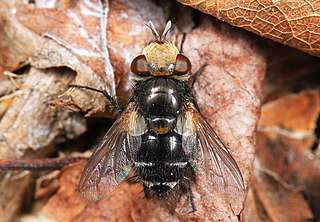 <i>Gonia frontosa</i> Species of fly