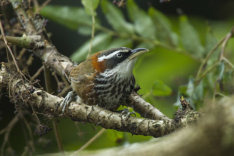 File:Taiwan Scimitar-babbler - Taiwan S4E6137 (19301824690).jpg