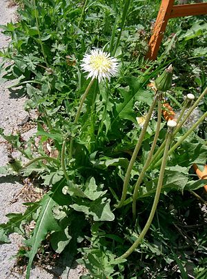 Taraxacum albidum3.jpg