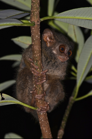 <span class="mw-page-title-main">Dian's tarsier</span> Species of primate