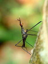 Telostylinus lineolatus