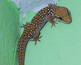 Termite hill gecko.jpg