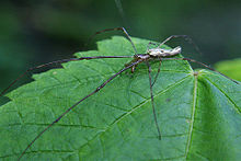 Tetragnatha elongata-like.jpg