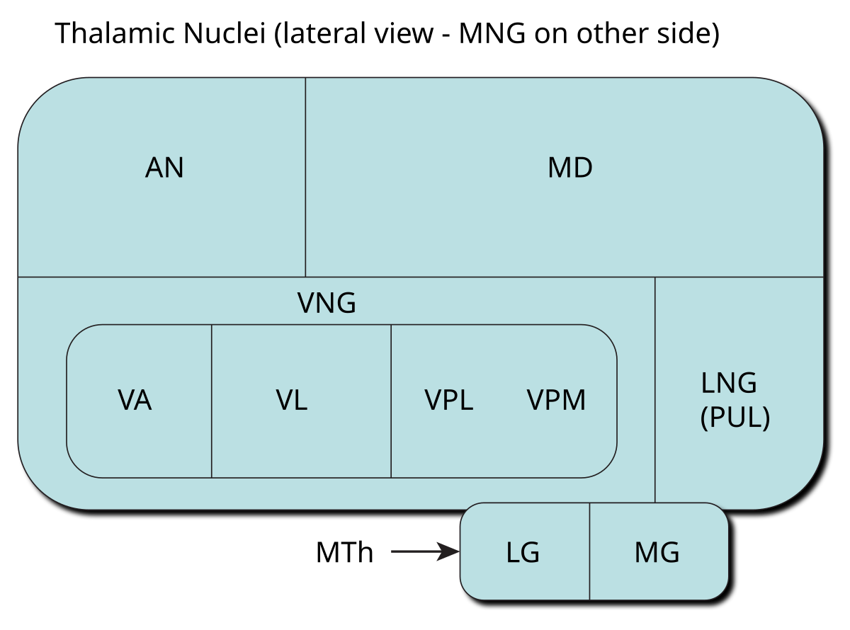 VPL - ventral posterior lateral thalamus by