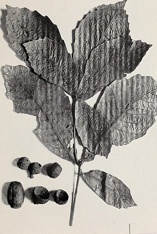 <i>Quercus oocarpa</i> Species of oak tree