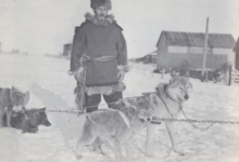 Lupi grigi e coyote usati come animali da slitta nell'Ontario settentrionale, 1923.