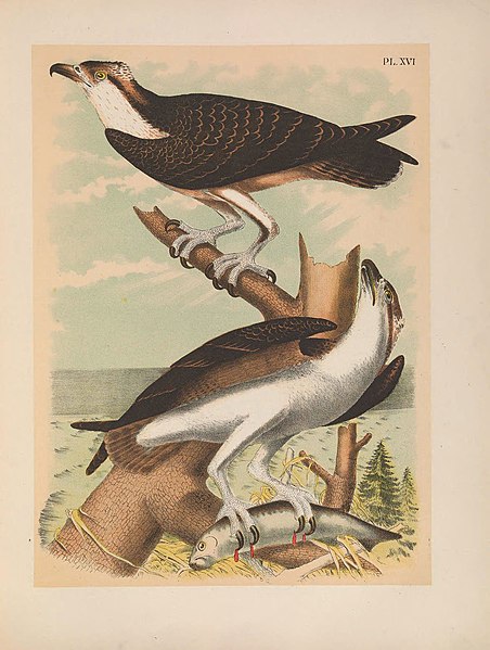 File:The birds of North America (PL. XVI) (6022686172).jpg