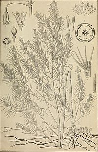 The botanical magazine = Shokubutsugaku zasshi (1893) (20215157029).jpg