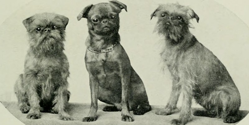 File:The complete book of the dog (1922) (20483480938).jpg