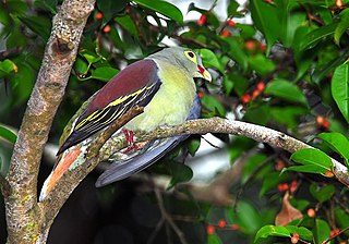 <span class="mw-page-title-main">Green pigeon</span> Genus of birds