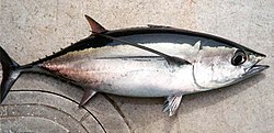 Thunnus alalunga.jpg