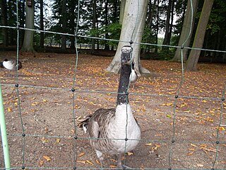 Giant Canada goose