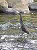 Adult fasciated tiger heron