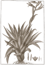 Thumbnail for Tillandsia biflora