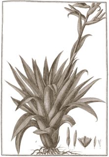 <i>Tillandsia biflora</i>