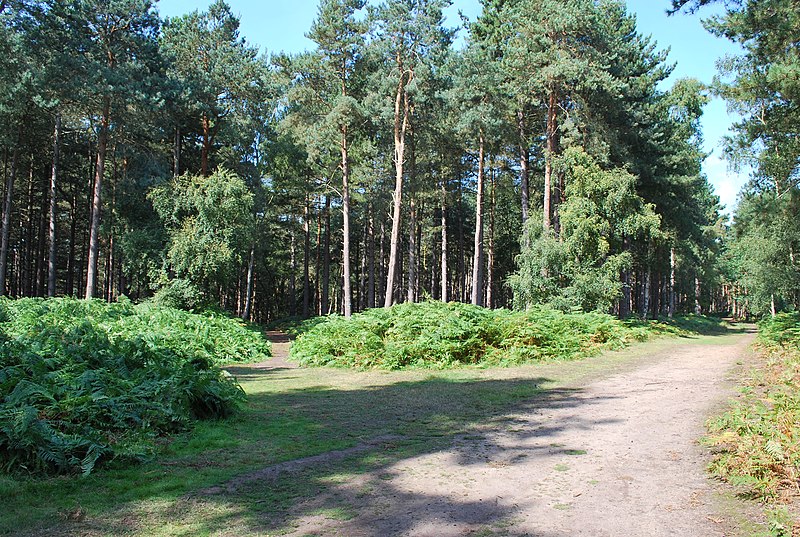 File:Tracks converge Rowney Warren Woods - geograph.org.uk - 2581483.jpg