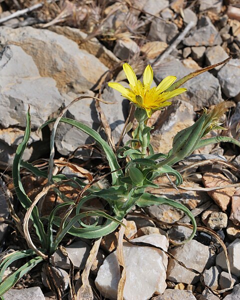 File:Tragopogon buphthalmoides 1.jpg